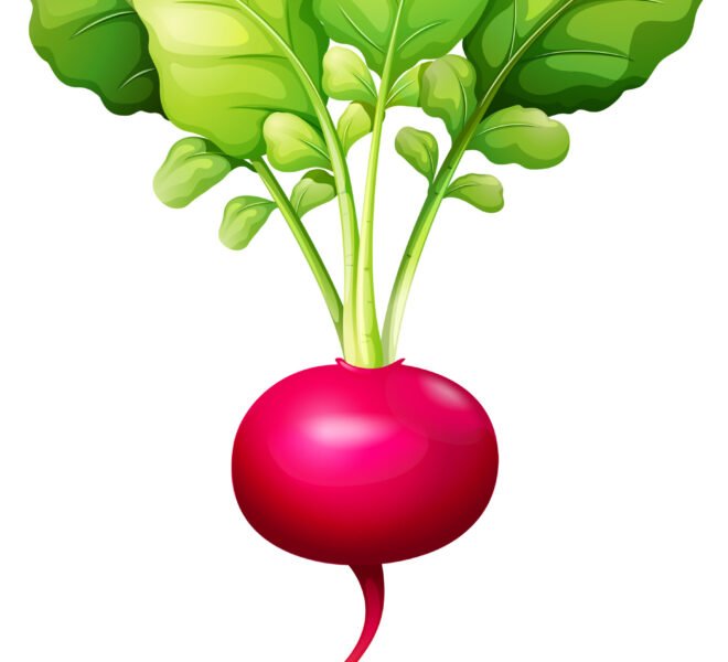 Fresh red radish with leaves