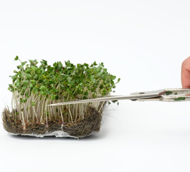 green sprouts of broccoli on a white background, hand cuts the l