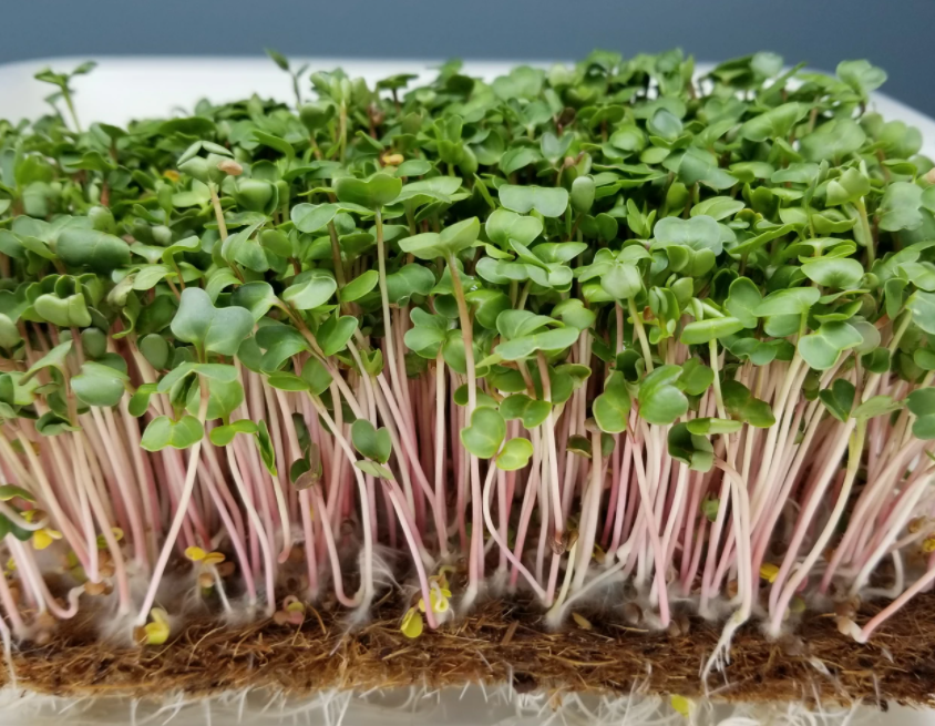 China Rose Radish Microgreen