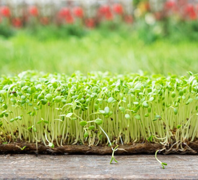 Closeup of sprouted arugula grow on wet linen mat.