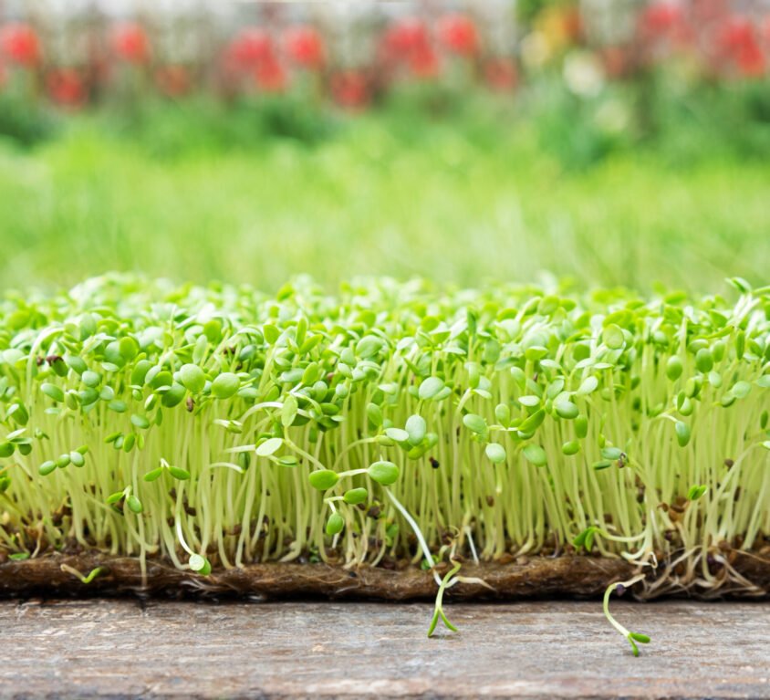 Speckled Peas Microgreen