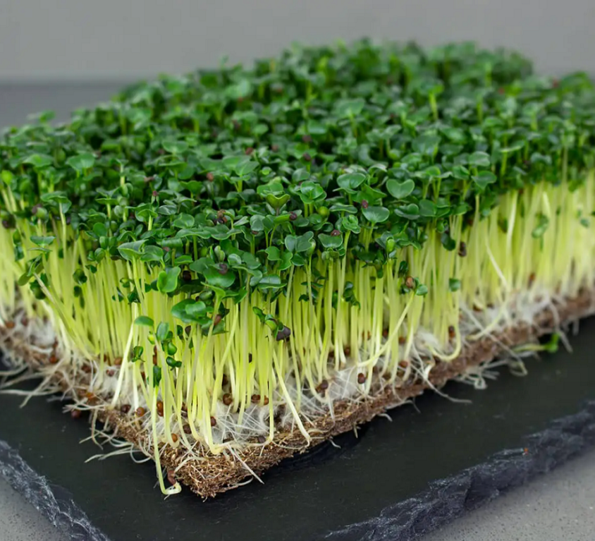 Kale Microgreen