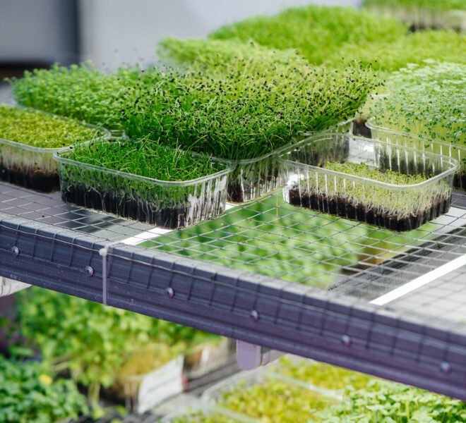 Juicy and young sprouts of micro greens in the greenhouse. Growing seeds. Healthy eating.