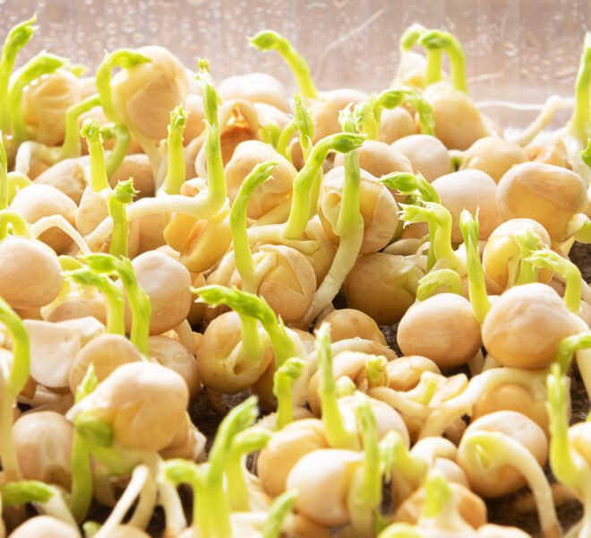 Microgreens. Growing sprouted peas close up view.