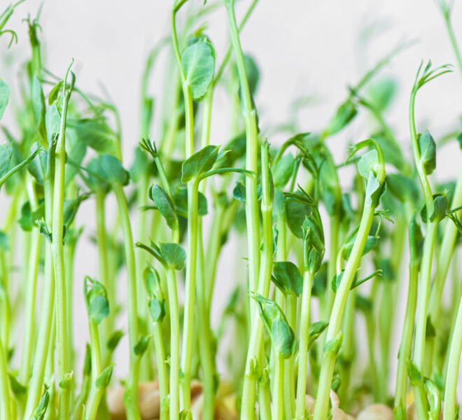 Microgreens. Growing sprouted peas close up view.