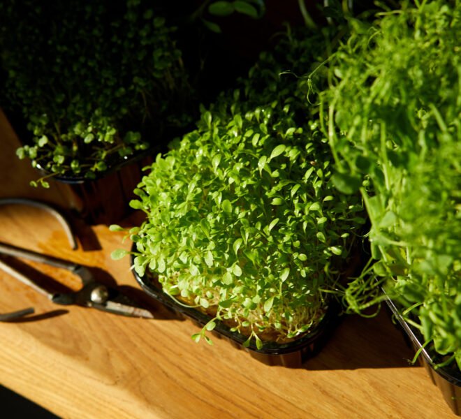 Different microgreens in the trays on wooden table, hard light